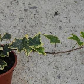 Goldchild Variegated Ivy (Hedera helix Goldchild) Img 4